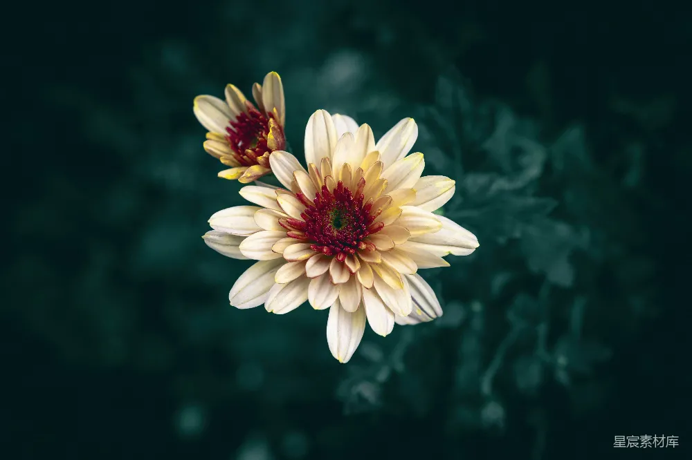 高清摄影 花卉 自然 宁静 秋季 植物 宁静的秋日花卉