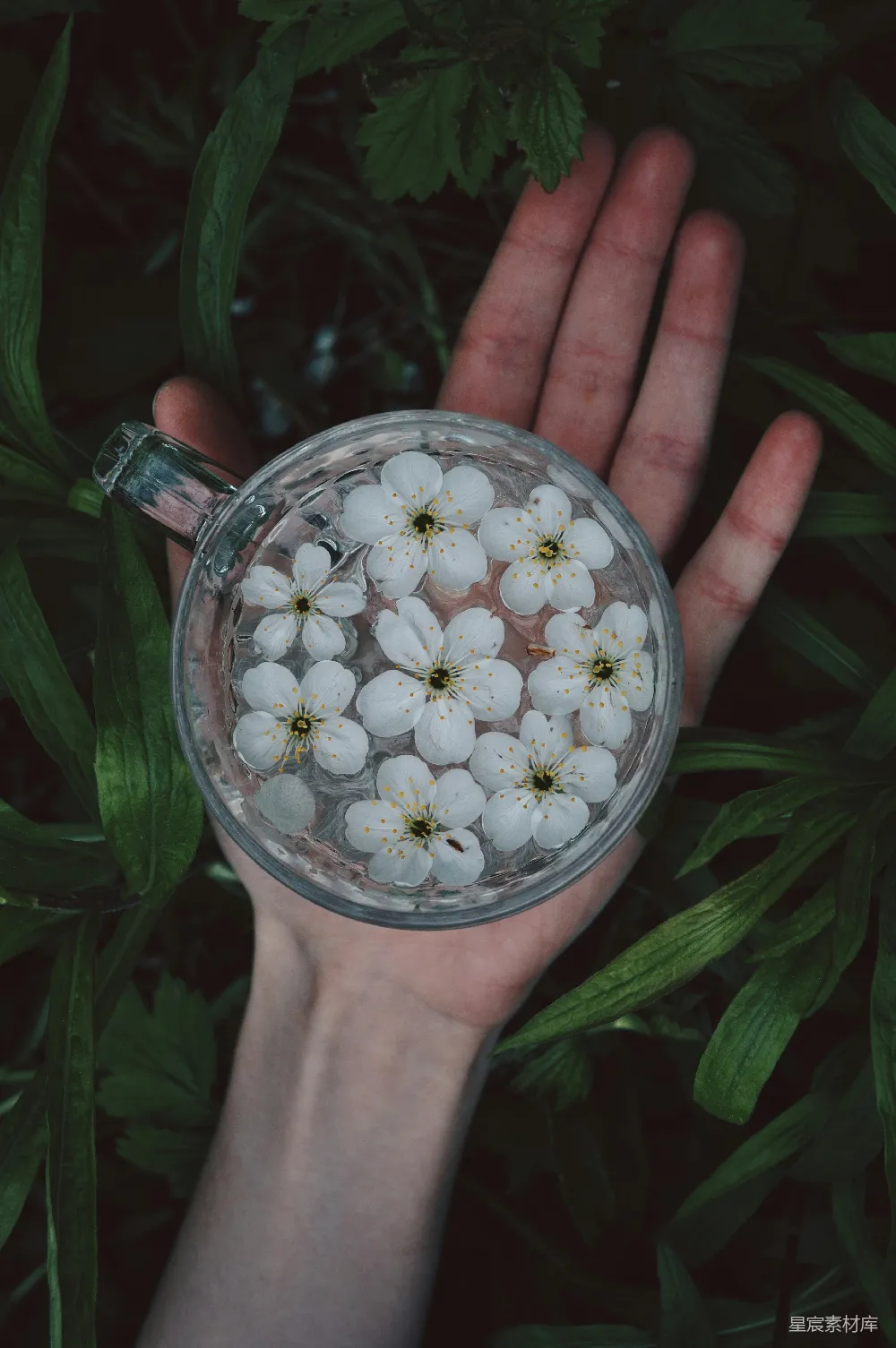 高清摄影 自然 清幽 手捧花 静谧 生活美学 手捧花香