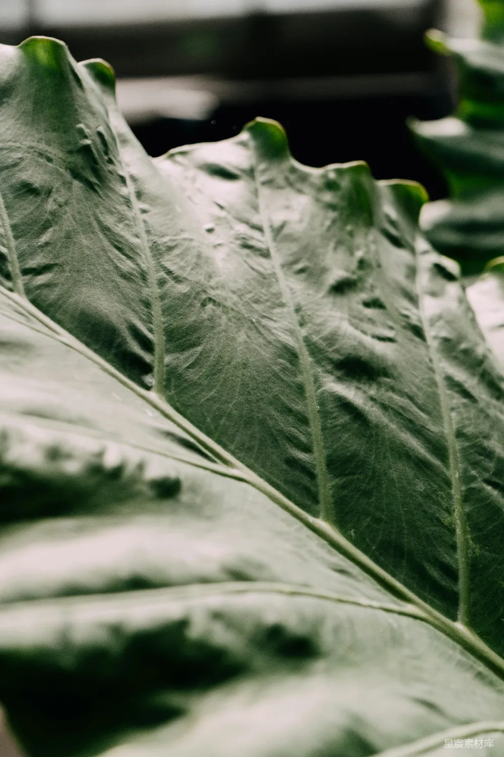 高清摄影 植物 自然 纹理 叶子 清新 绿色植物特写