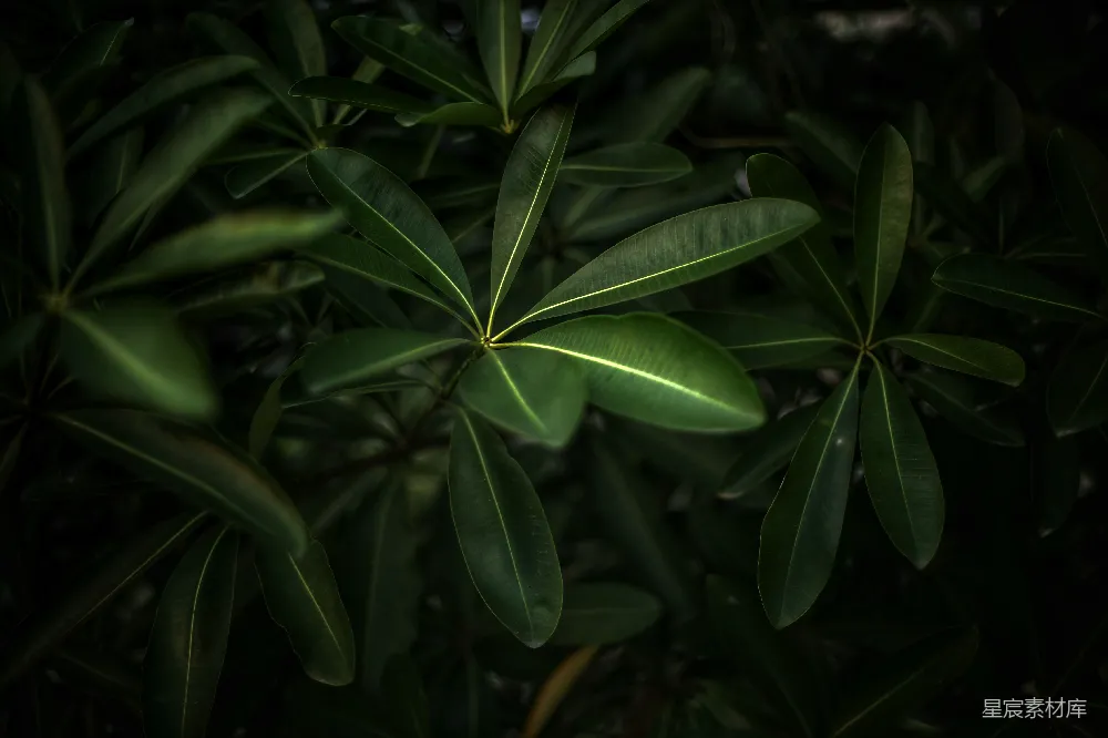 高清摄影 自然 绿色 植物 叶子 深色调 深绿色叶片的自然背景