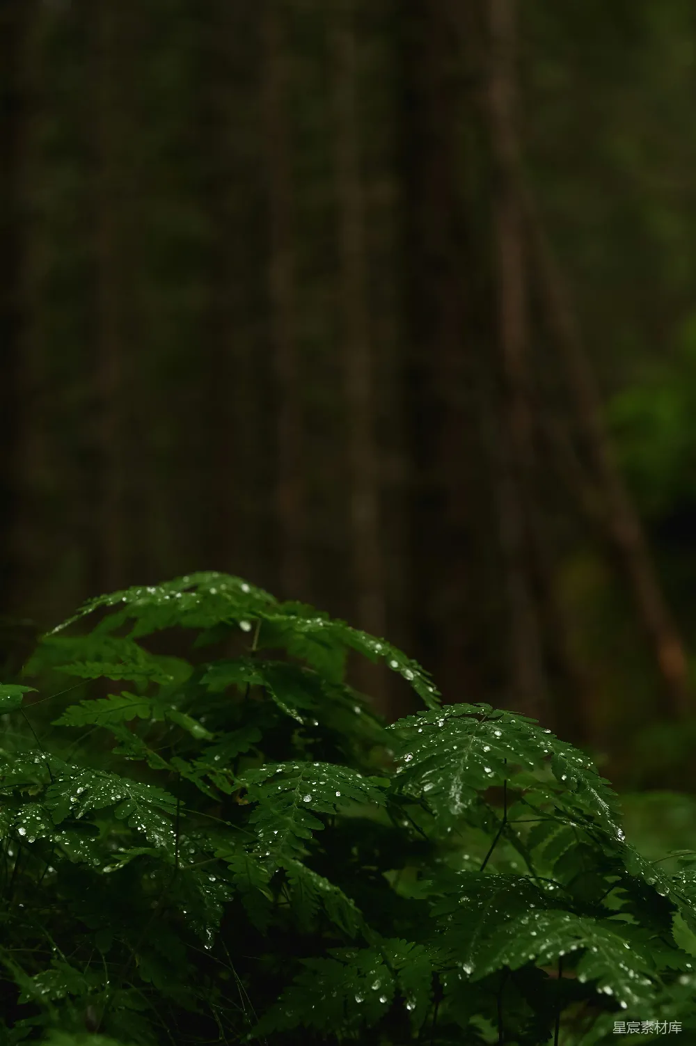 高清摄影 自然 蕨类植物 雨后 森林 清新 雨后森林中的蕨类植物