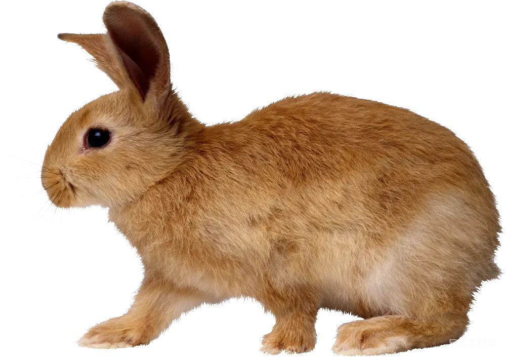 元素素材 兔子
