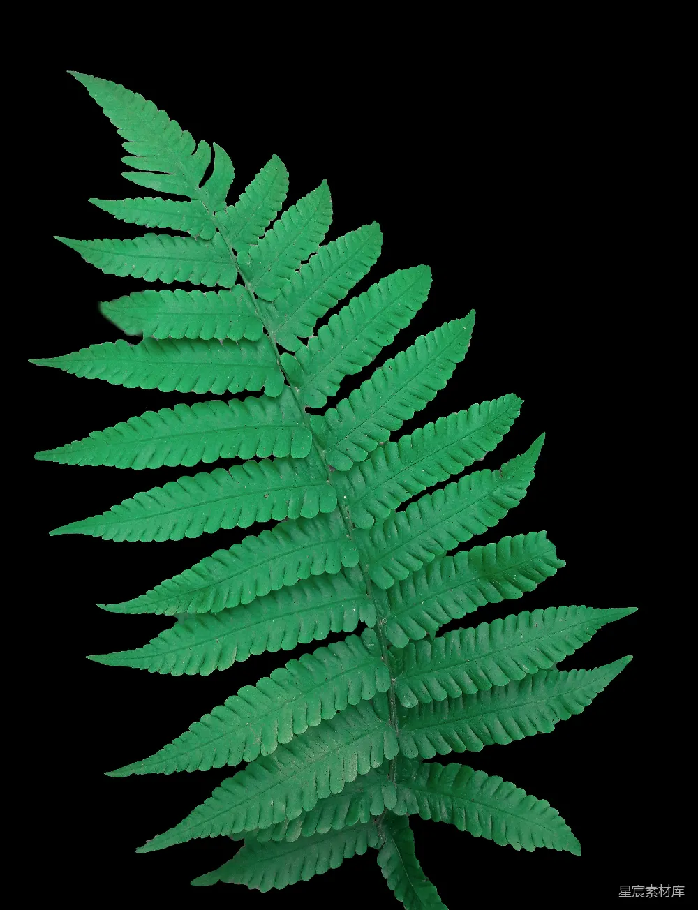 高清摄影 蕨类植物 深绿色 自然 植物 生态 深绿色蕨类植物叶片