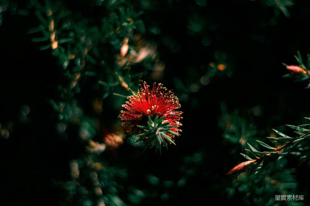 高清摄影 花朵 夜景 自然 植物 微光 夜色中的红花