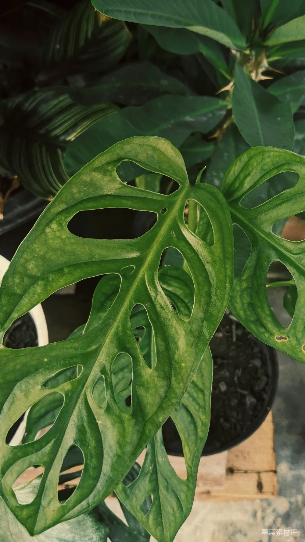 高清摄影 植物 热带植物 自然 叶子 背景 热带植物的特写