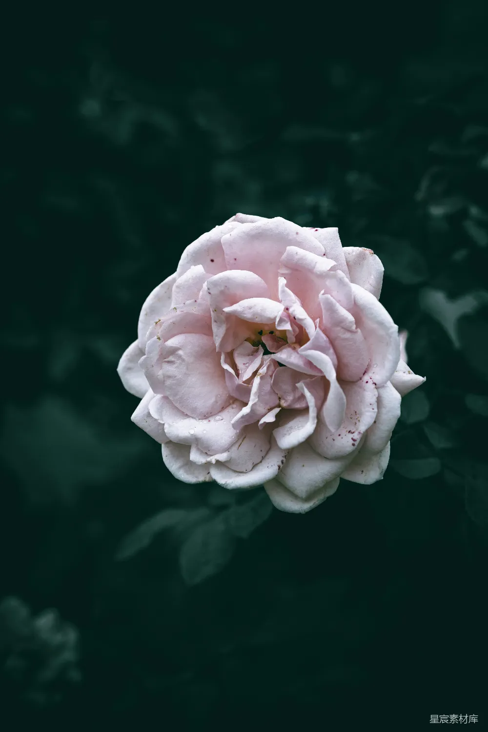 高清摄影 玫瑰花 晨露 自然美 花卉摄影 浪漫 晨露中的粉色玫瑰