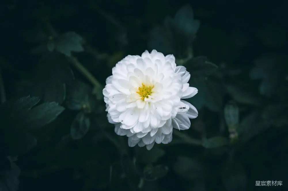 高清摄影 花朵 自然 摄影 宁静 春天 白菊盛开