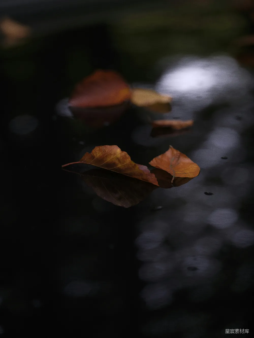 高清摄影 秋天 落叶 静谧 水面 自然 秋日落叶