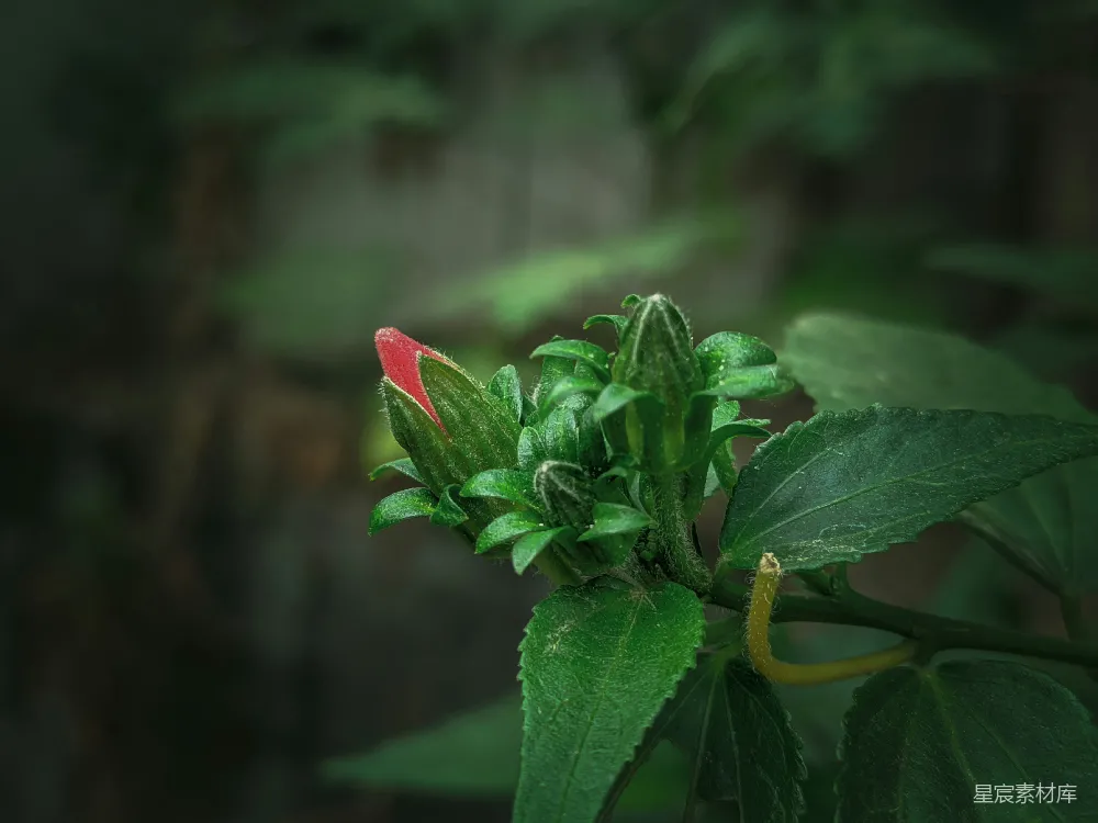 高清摄影 自然 植物 生机 生长 户外 含苞待放的绿植