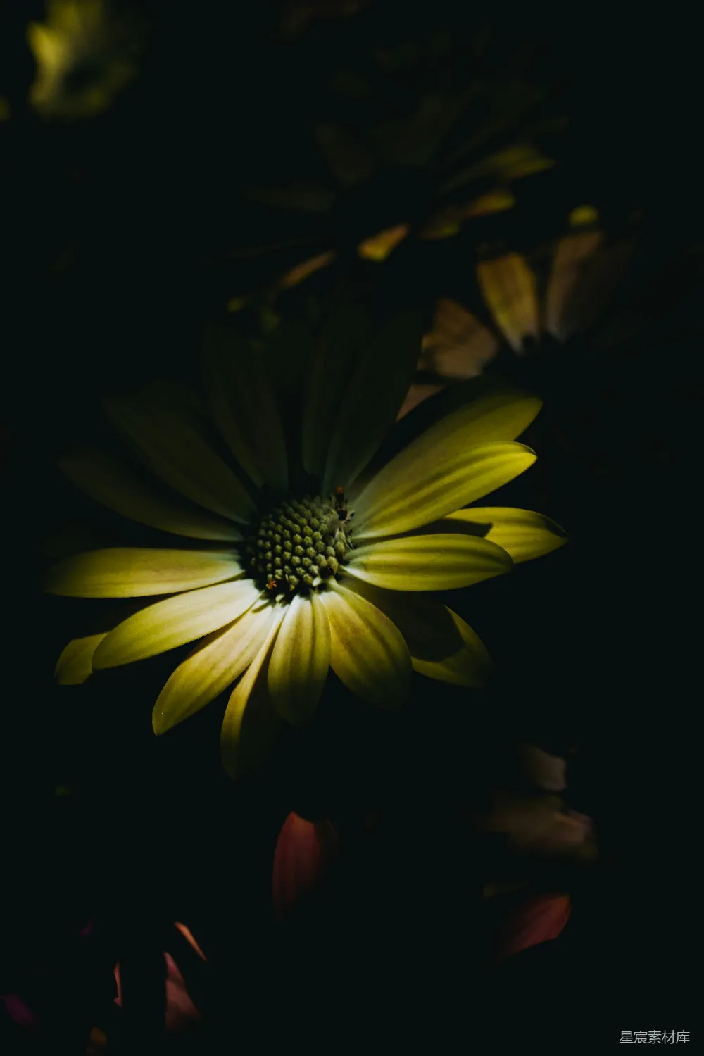 高清摄影 花朵 自然 黑暗 摄影 静谧 暗夜中的花朵