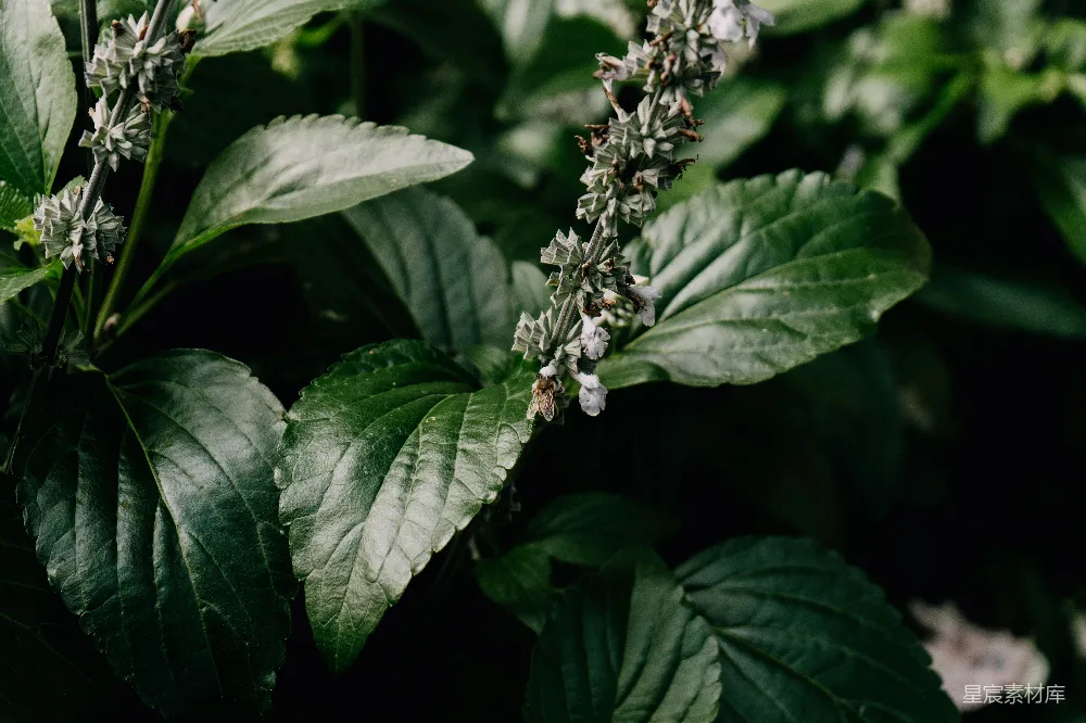 高清摄影 自然 花卉 蜜蜂 生态 宁静 蜜蜂与白花的和谐自然