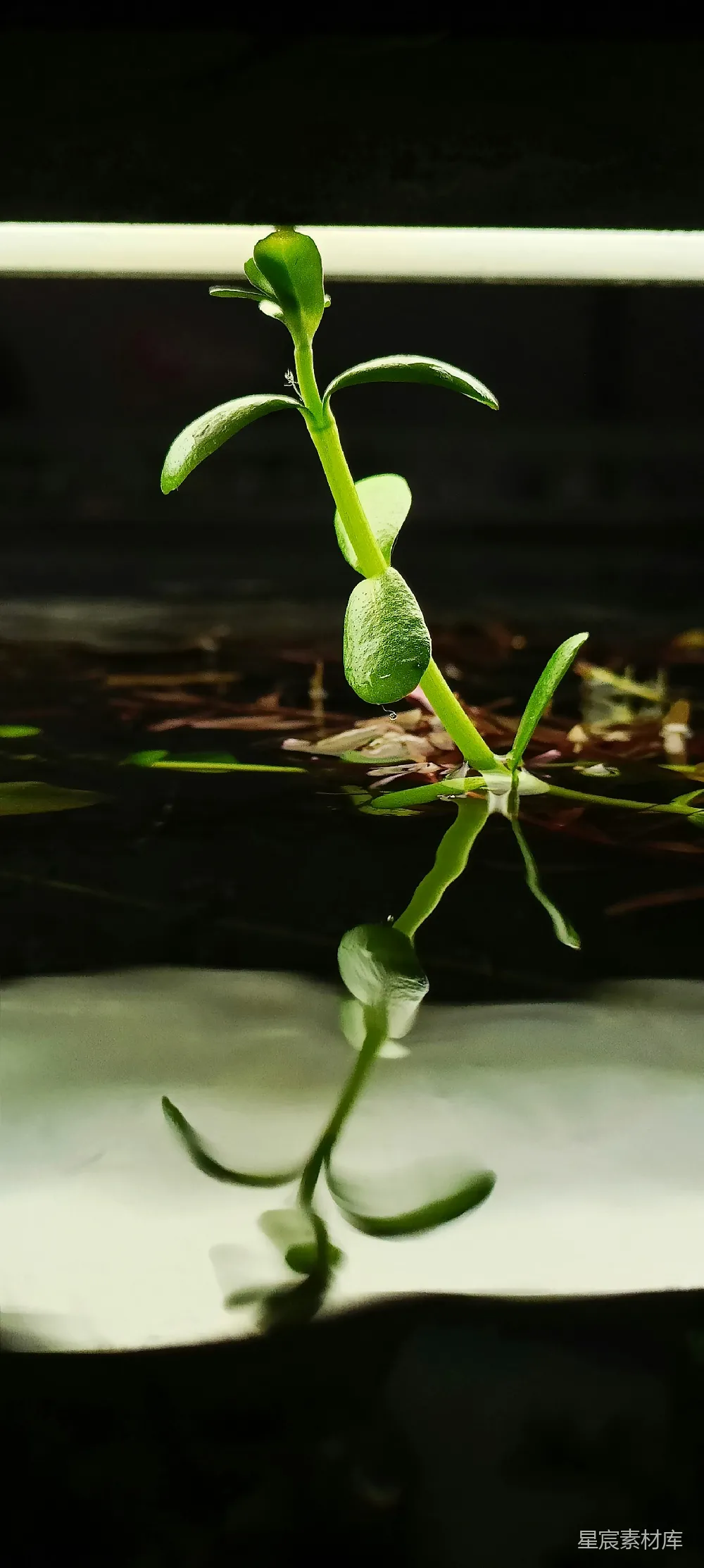 高清摄影 植物 自然 水 生长 宁静 水中的绿色植物