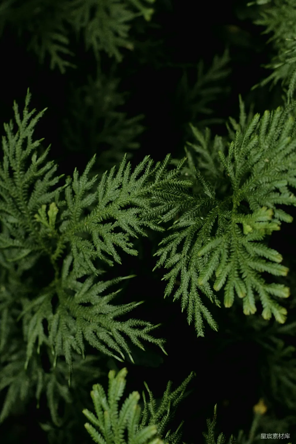 高清摄影 自然 绿色植物 特写镜头 深色背景 植物纹理 深绿色植物特写