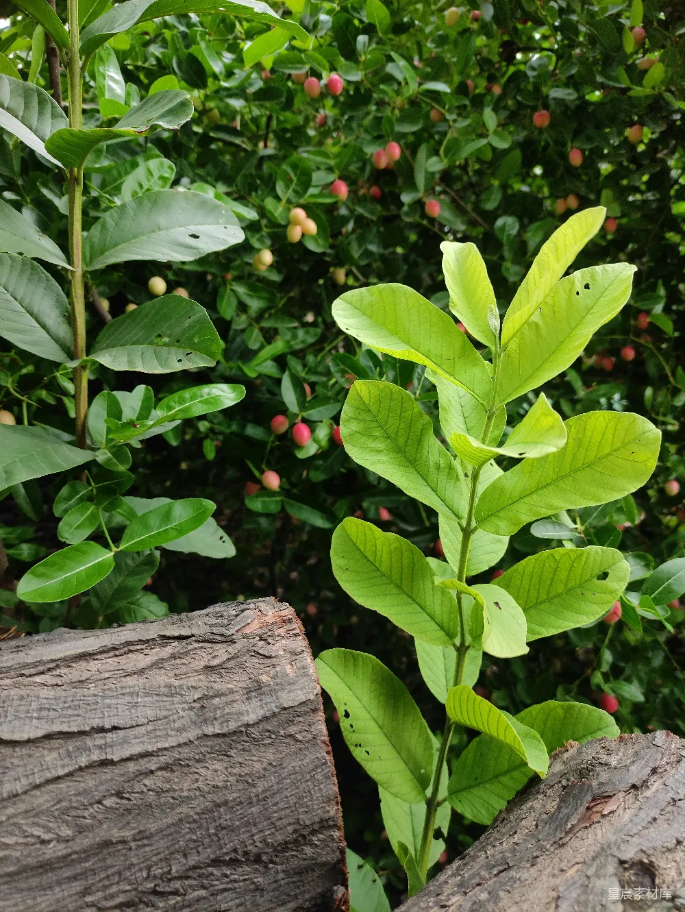 高清摄影 自然 植物 生态 户外 风景 生机盎然的植物与树桩