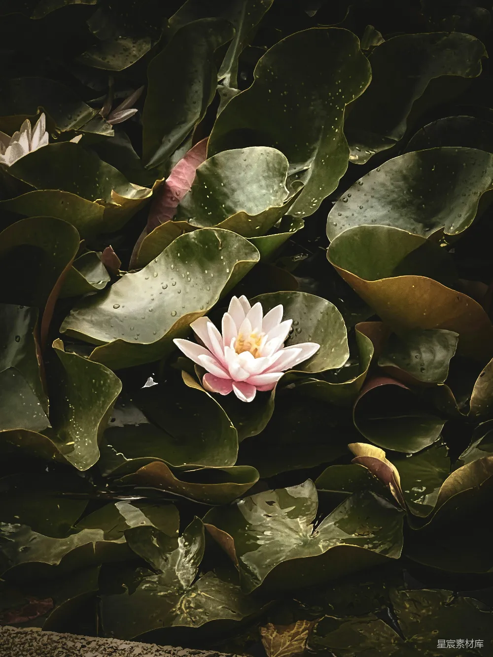 高清摄影 自然 植物 宁静 摄影 花卉 静谧的荷叶与莲花