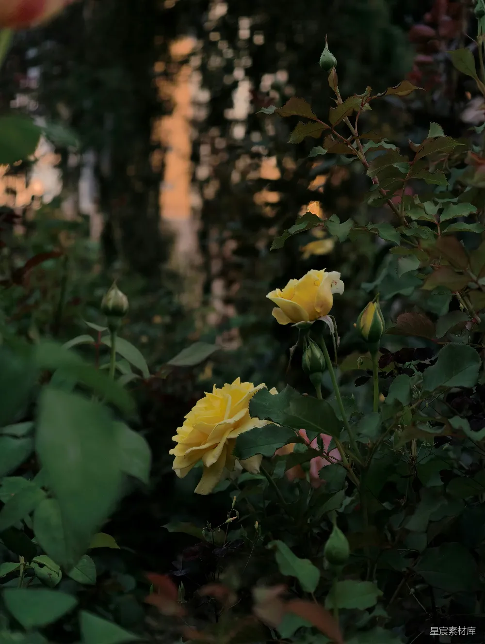 高清摄影 黄昏 玫瑰 自然 宁静 花卉 黄昏中的黄色玫瑰