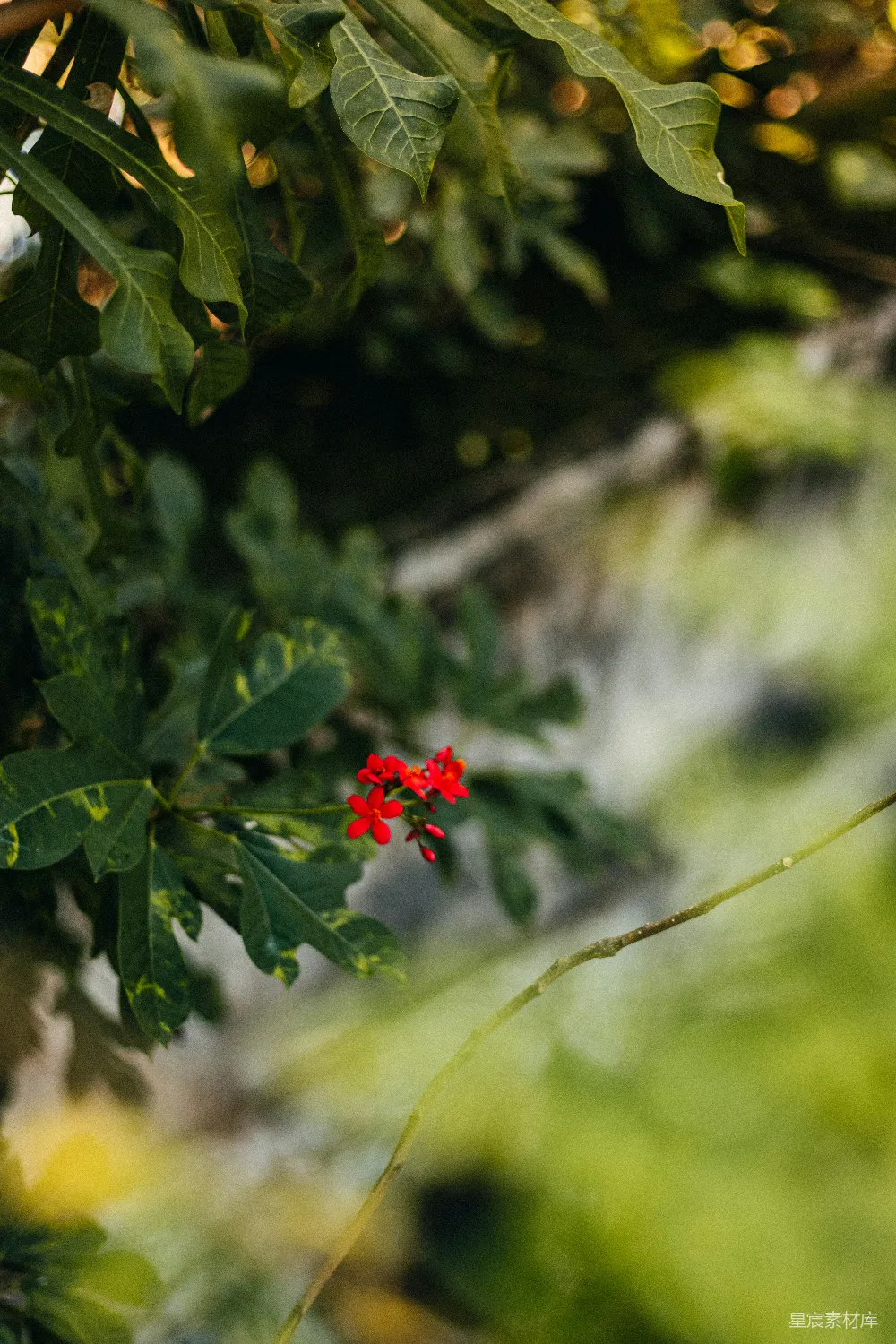 高清摄影 自然风光 植物 绿色 红色 户外 红花绿叶自然风光