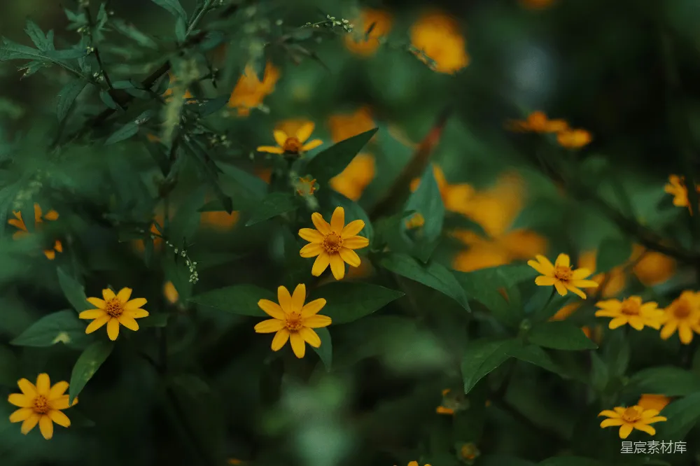 高清摄影 花朵 自然 宁静 户外 摄影 黄色小雏菊的静谧时光