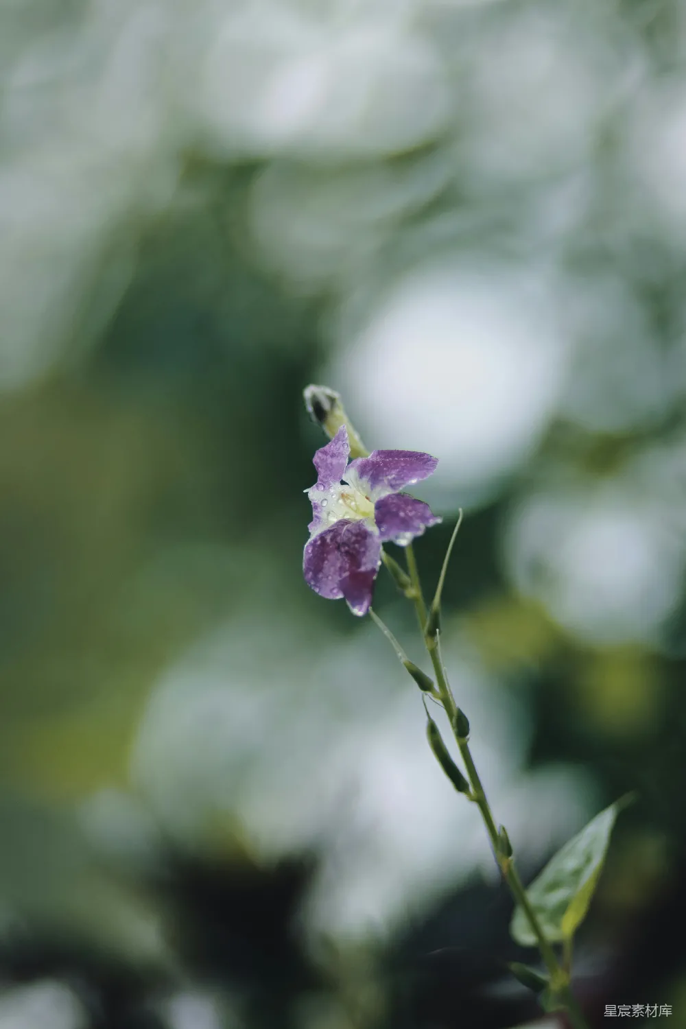 高清摄影 花朵 雨滴 自然 清新 背景 雨后紫色小花