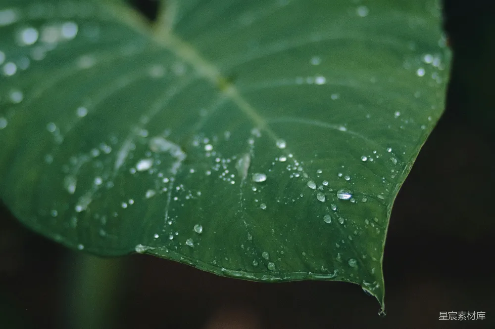 高清摄影 自然 绿色 水滴 植物 清新 雨后绿叶上的水珠