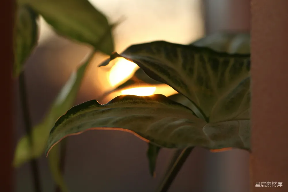 高清摄影 自然 光影 植物 宁静 生活 夕阳透过叶片