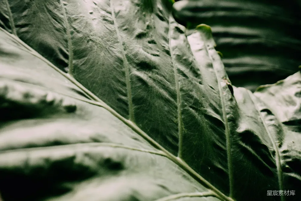高清摄影 植物 自然 特写 生态 叶子 植物叶片特写