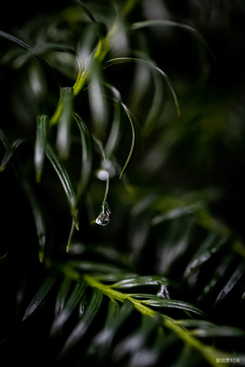 高清摄影 自然 雨后 松针 水滴 清新 雨后松针上的水滴