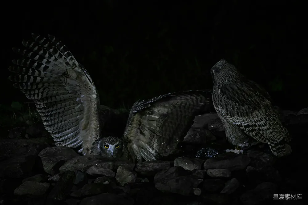 高清摄影 猫头鹰 夜景 野生动物 自然 夜间摄影 夜幕下的猫头鹰家族