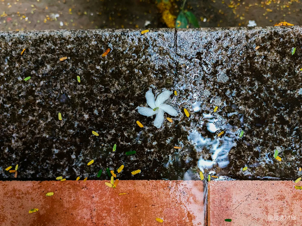 高清摄影 花瓣 雨后 自然 静谧 生活 雨后石阶上的花瓣