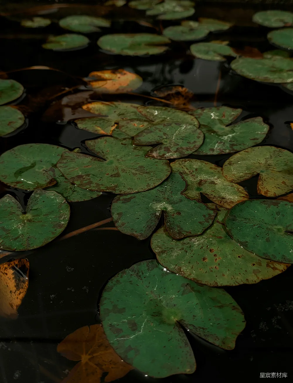 高清摄影 自然 宁静 水生植物 绿色 生态 莲叶静谧