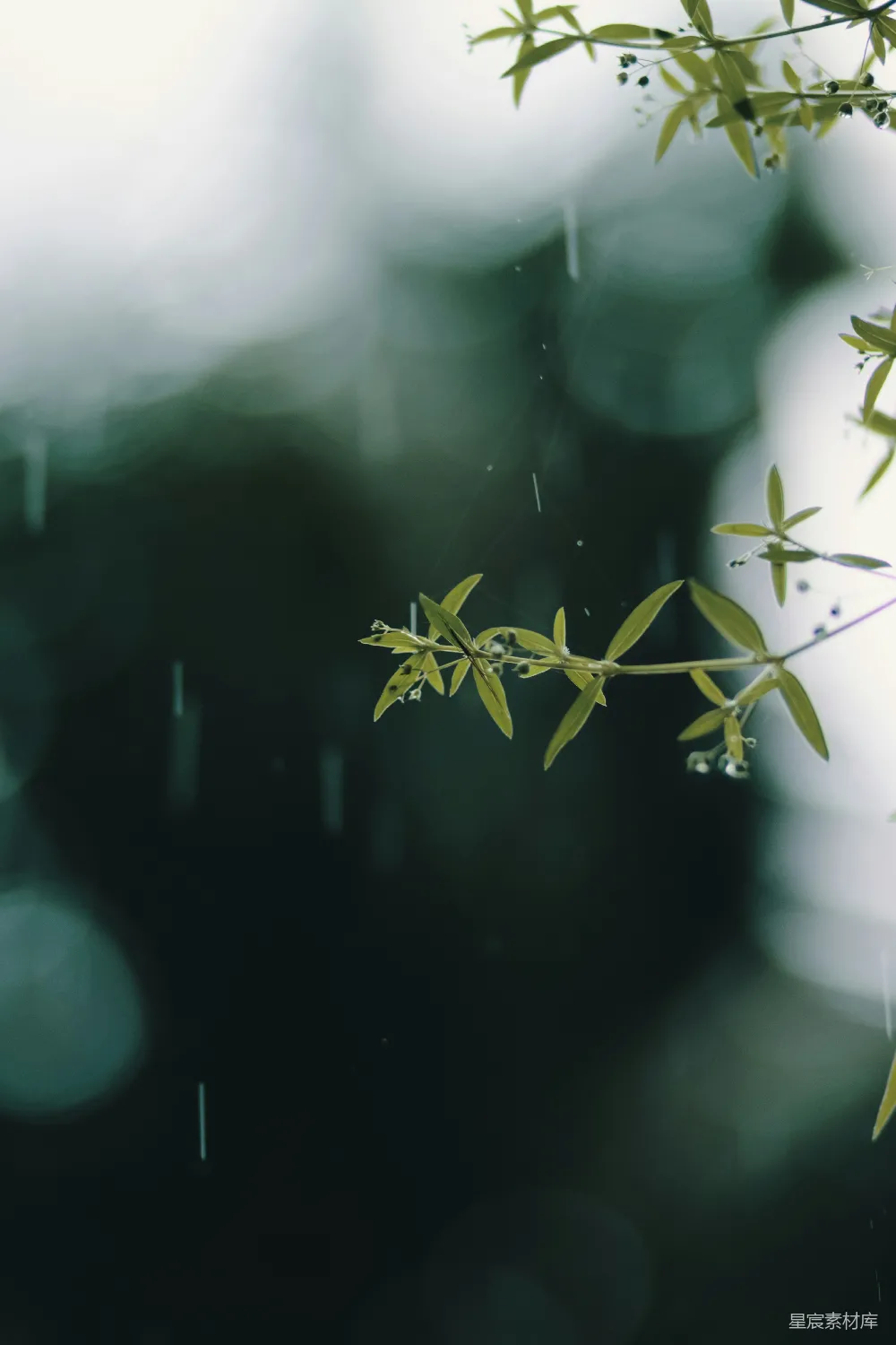 高清摄影 植物 雨景 自然 清新 雨滴 雨中的植物