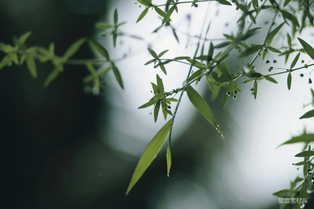 高清摄影 自然 清新 植物 晨露 宁静 晨露中的绿叶
