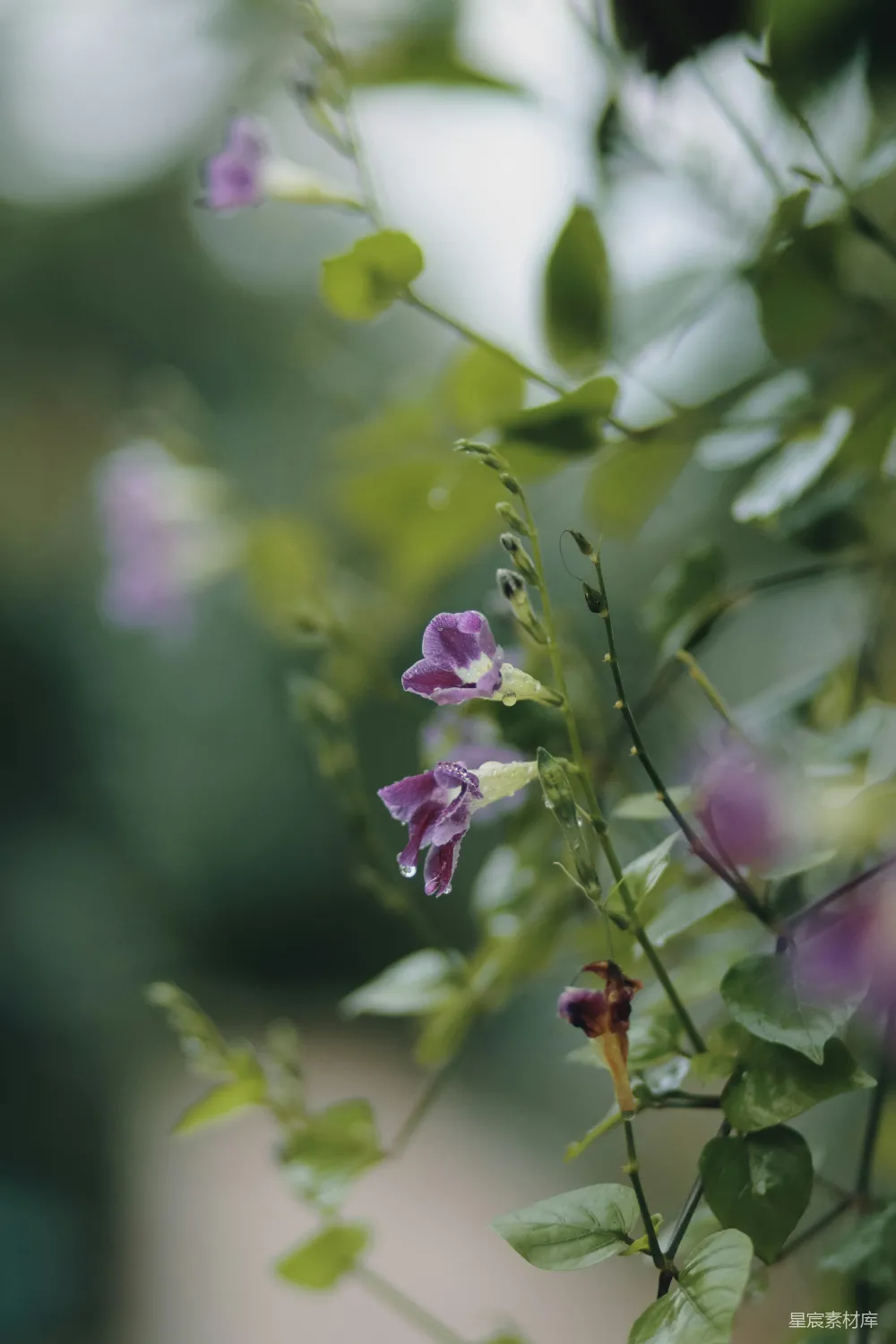 高清摄影 花 雨后 紫色 自然 清新 雨后紫花