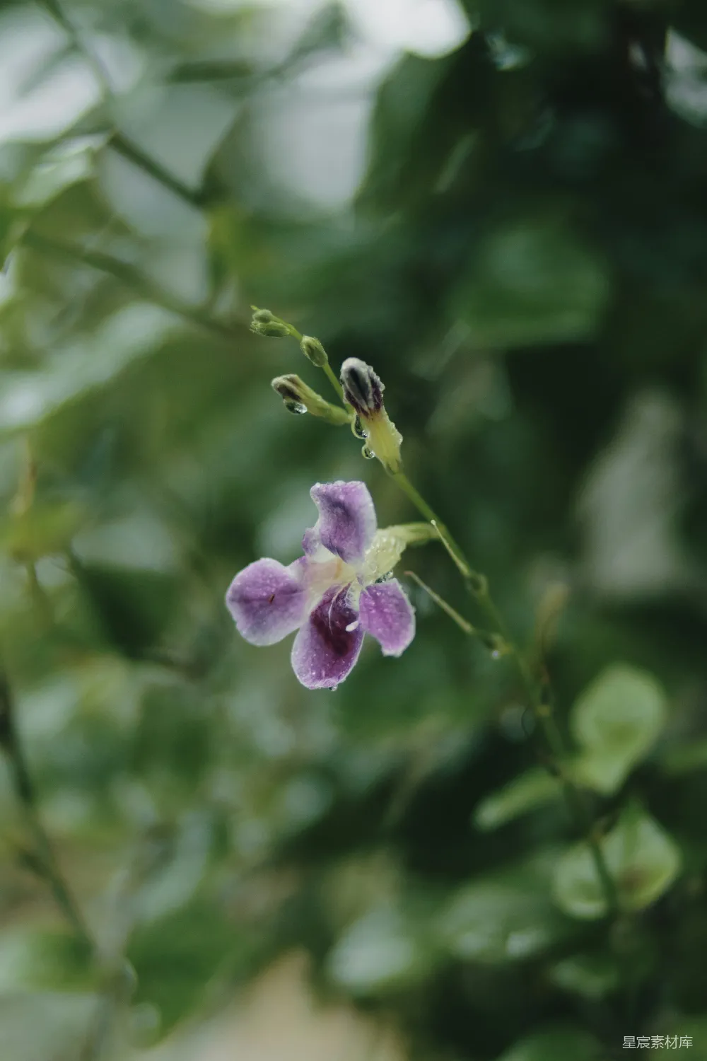 高清摄影 花朵 雨后 紫色 自然 清新 雨后紫色花朵