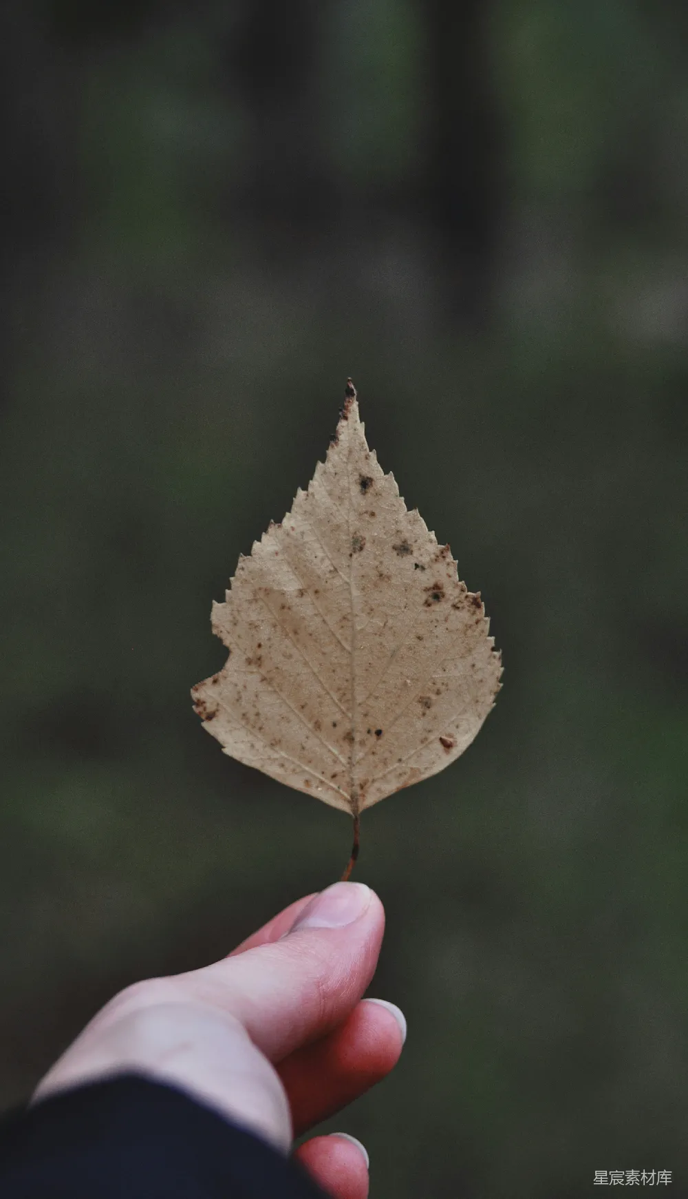 高清摄影 自然 摄影 秋日 细节 手捧 指尖上的秋叶