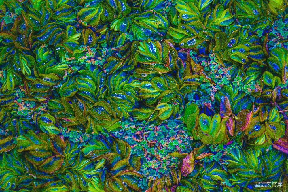 高清摄影 水生植物 色彩斑斓 自然 生态 生态背景 水生植物的色彩斑斓