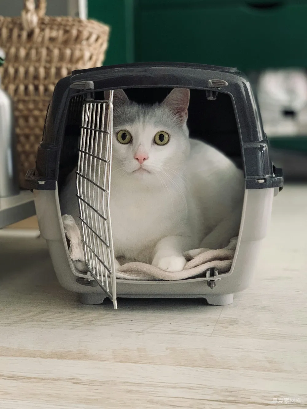 高清摄影 猫咪 宠物 旅行箱 家庭 可爱 猫咪的旅行箱