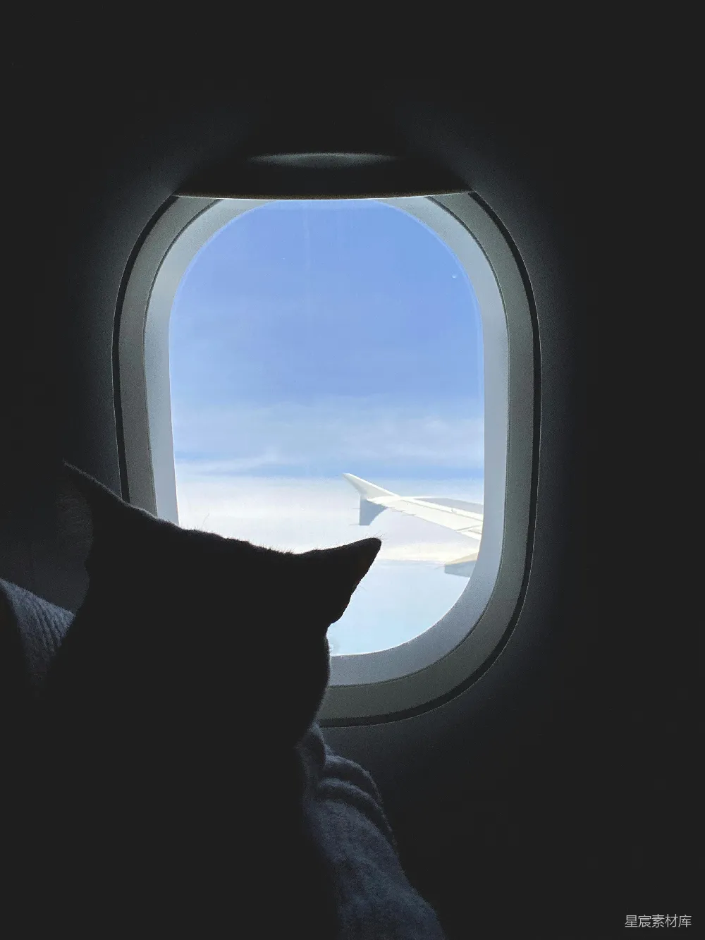 高清摄影 猫咪 飞机 窗外 旅行 宁静 飞机窗外的猫咪