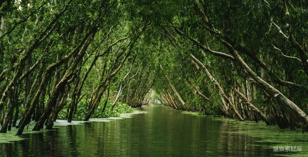 高清摄影 自然景观 森林 河流 宁静 生态 水道上的森林隧道