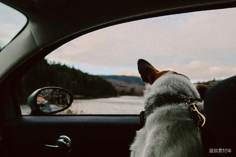 高清摄影 旅行 宠物 自然 风景 汽车 车窗外的旅伴