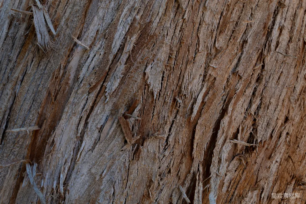 高清摄影 树皮 自然 纹理 背景 户外 树皮纹理特写