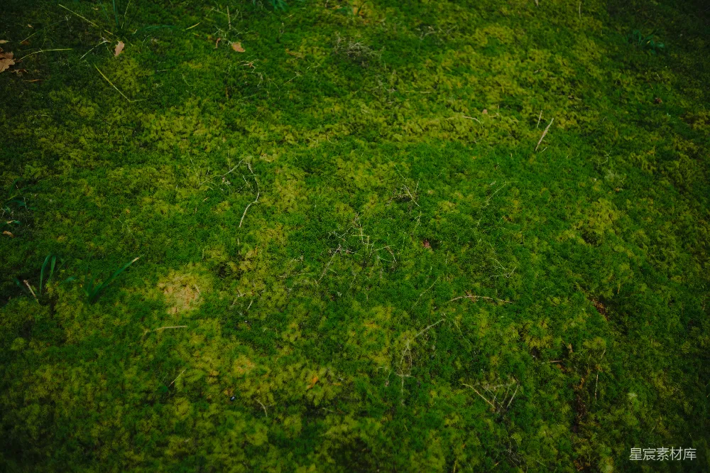 高清摄影 苔藓 自然 森林 地面 生态 苔藓覆盖的地面