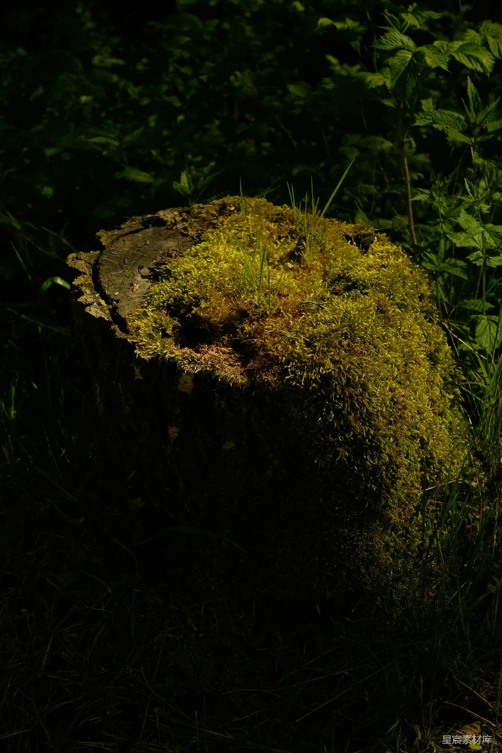 高清摄影 自然 苔藓 树桩 森林 生态 苔藓覆盖的树桩