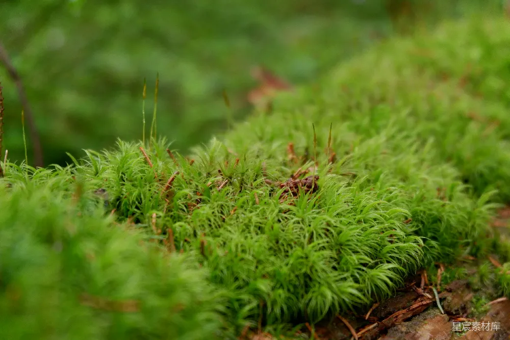 高清摄影 苔藓 森林 自然 生态 微距摄影 森林中的苔藓