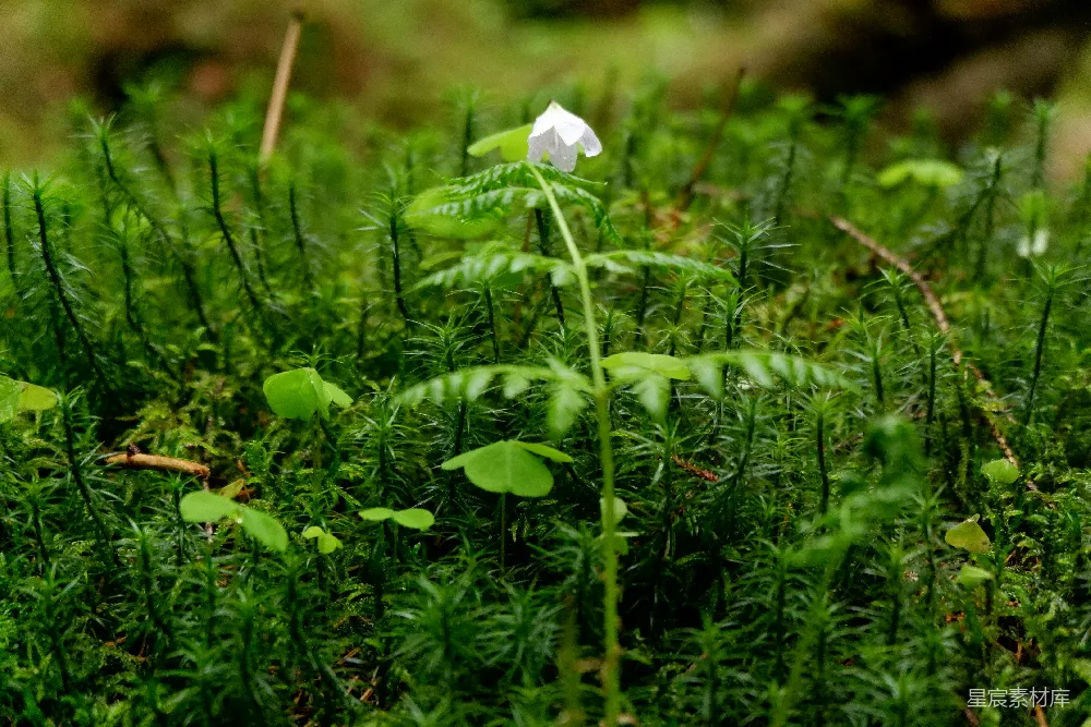 高清摄影 森林 苔藓 白花 自然 宁静 森林中的白花与苔藓