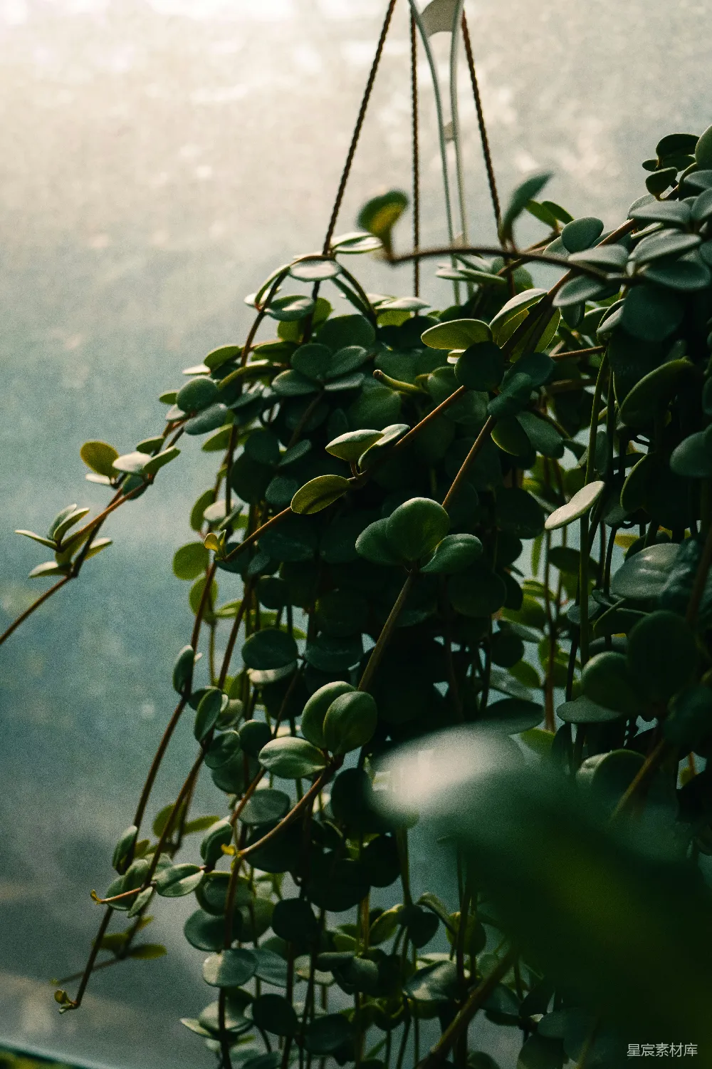 高清摄影 植物 悬挂 窗边 自然 清新 悬挂绿植的窗边