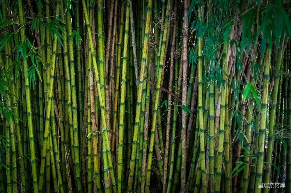 高清摄影 竹子 自然 背景 生态 宁静 茂密的竹林