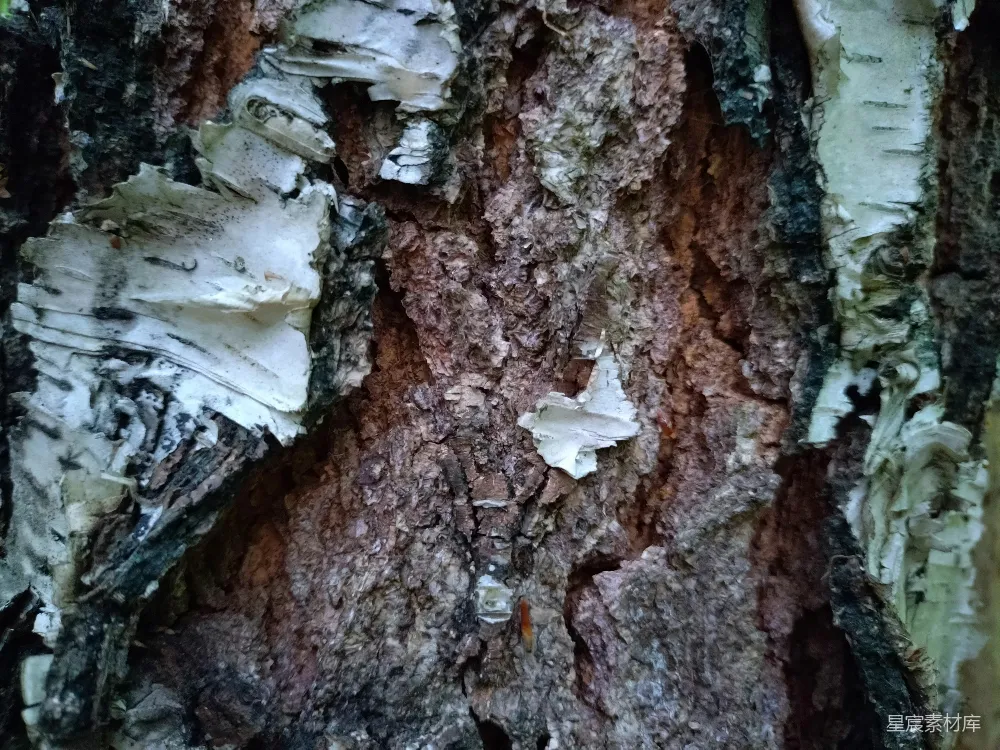高清摄影 树皮 自然 细节 户外 纹理 树皮特写