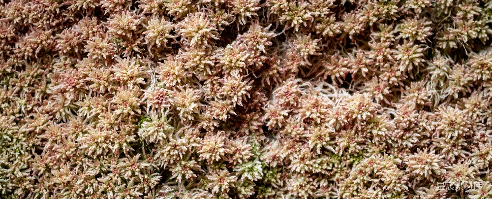 高清摄影 苔藓 自然 纹理 背景 生态 苔藓的纹理之美