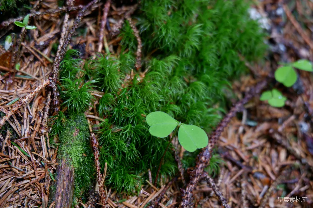 高清摄影 森林 苔藓 自然 生态 生机 森林中的苔藓与嫩芽